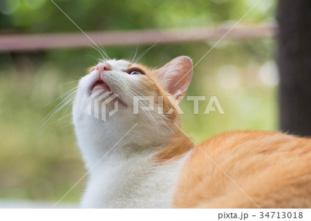 見上げるねこ 見上げるねこ 34713018