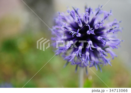 小宇宙のようなルリタマアザミ 34713066
