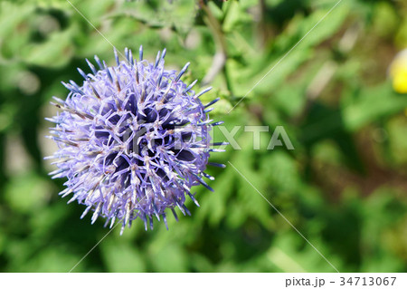 小宇宙のようなルリタマアザミ 34713067