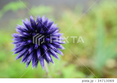 小宇宙のようなルリタマアザミ 34713069