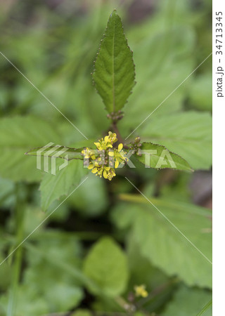 イヌガラシ 34713345