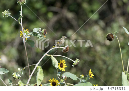 カワラヒワ 34713351