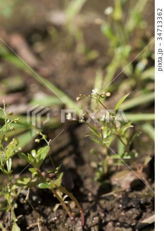 ザクロソウ 34713362