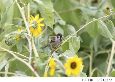 スズメ 34713372