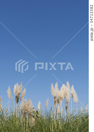 パンパスグラス パンパスグラス 34713382