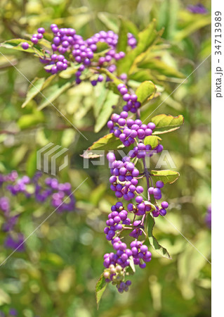 コムラサキ（小紫） 34713989