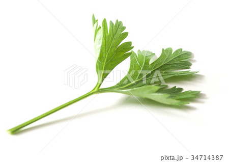 closeup of parsley leaf on white background 34714387