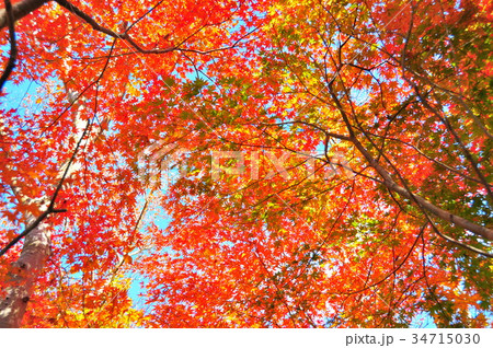 箱根の紅葉 34715030