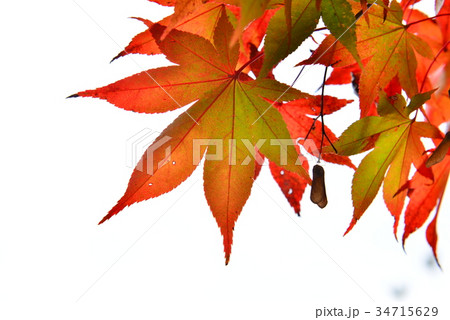 もみじ 34715629