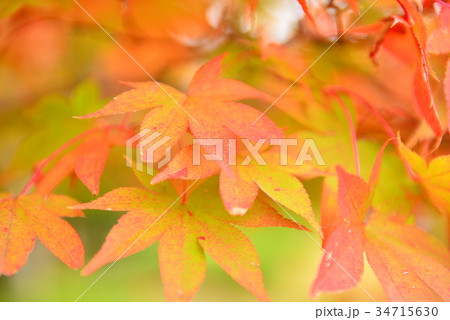 もみじの紅葉 34715630