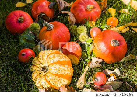 Pumpkin full of beautiful fall colors Pumpkin full of beautiful fall colors 34715665