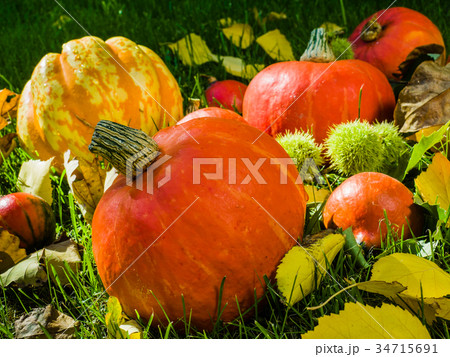 Pumpkin full of beautiful fall colors Pumpkin full of beautiful fall colors 34715691