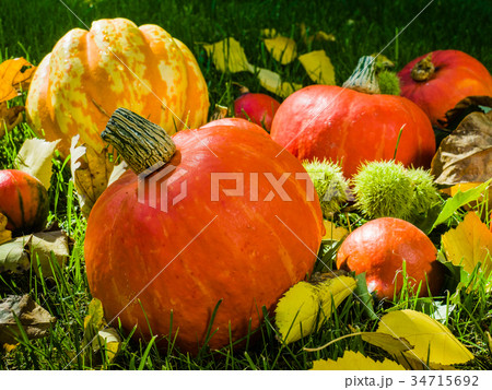 Pumpkin full of beautiful fall colors 34715692