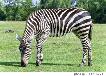 Picture with a zebra eating the grass on a field 34716771