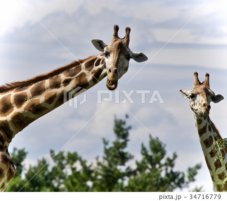 Beautiful photo of two cute giraffes eating leaves Beautiful photo of two cute giraffes eating leaves 34716779