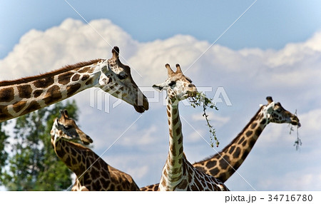 Background with four cute giraffes eating leaves Background with four cute giraffes eating leaves 34716780