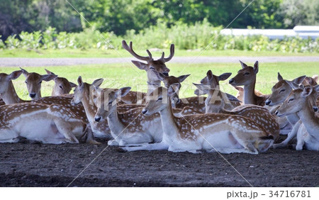 Beautiful picture with a swarm of cute small deer 34716781