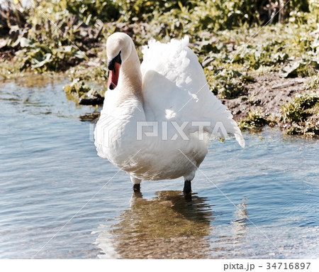 Isolated picture with a swan standing in water Isolated picture with a swan standing in water 34716897