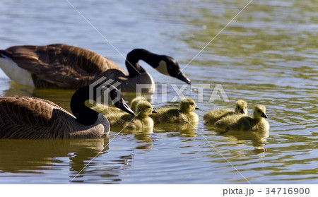 Postcard with a family of Canada geese swimming 34716900