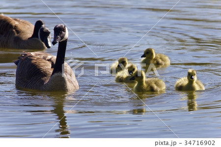 Background with a family of Canada geese swimming 34716902