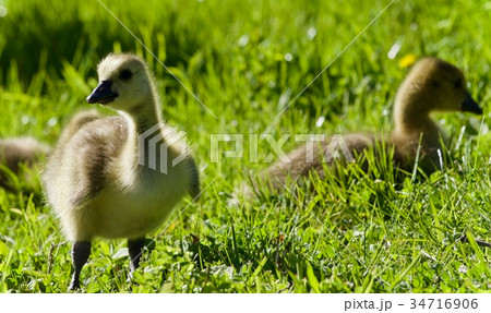 Postcard with a couple of chicks of Canada geese Postcard with a couple of chicks of Canada geese 34716906
