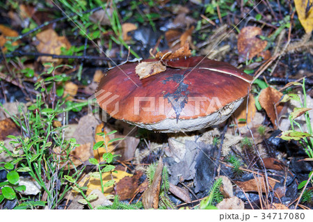 mushroom with brown hat in autumn mushroom with brown hat in autumn 34717080