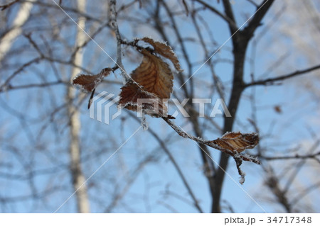 autumn background. the last leaves 34717348