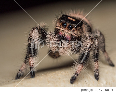 A close up portrait of a Phidippus regius 34718014