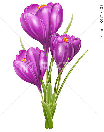 Crocuses Crocuses 34718503