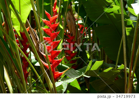 ハワイの花 ヘリコニアの写真素材