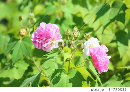 スイフヨウの花 スイフヨウの花 34720331