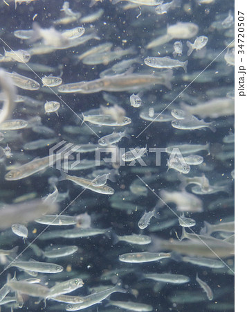 群れる鮭の稚魚 群れる鮭の稚魚 34720507