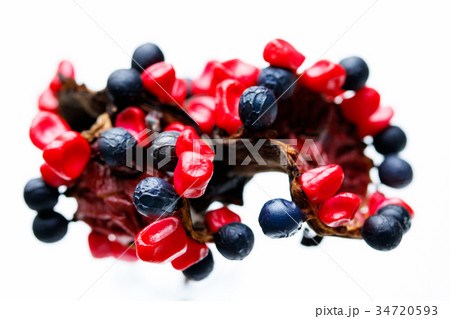 山芍薬の果実 34720593