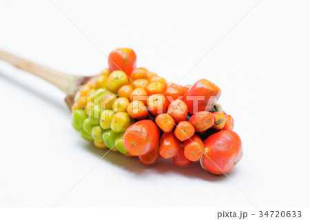 まむし草の果実 34720633