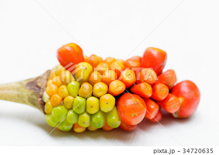 まむし草の果実 34720635