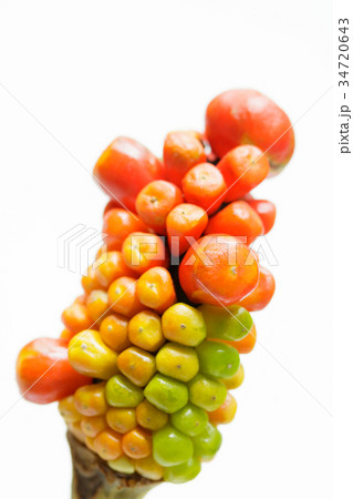 まむし草の果実 34720643