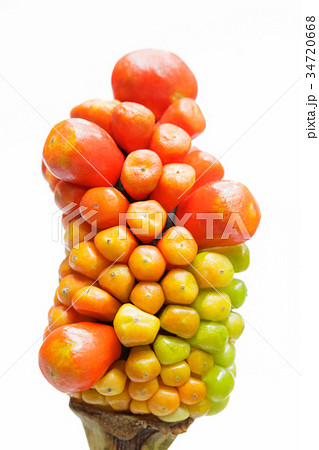 まむし草の果実 34720668