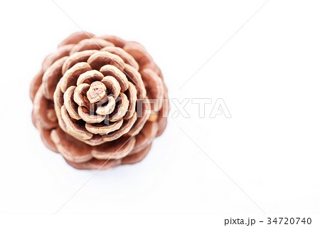 松の花・松笠 34720740
