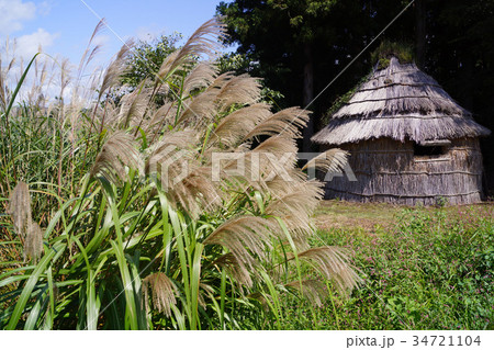 デンデラ野 34721104