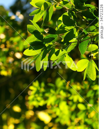blur background from variety of green plant leaves 34721226