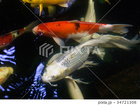 Closeup koi fish swimming in water Closeup koi fish swimming in water 34721306