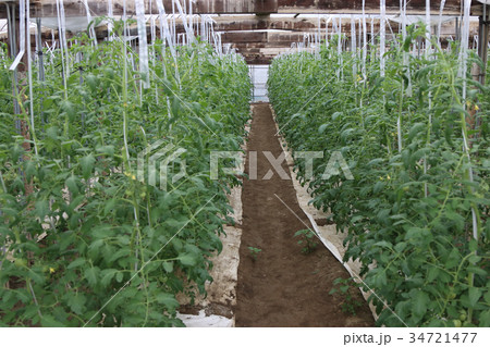 トマト農家のビニールハウス 34721477