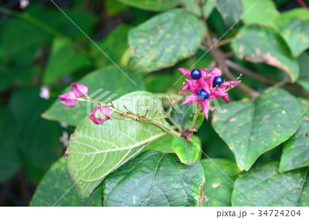 10月クサギ ピンクの花と宝石のような青い実 34724204