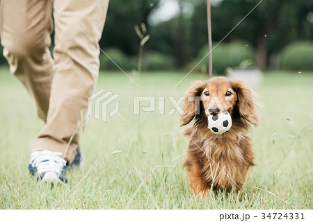 ミニチュアダックスフントと飼い主 34724331