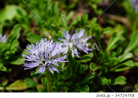 薄紫色が美しいルリカンザシ 薄紫色が美しいルリカンザシ 34724768