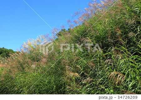 青空に映えるススキ　只見町 34726209