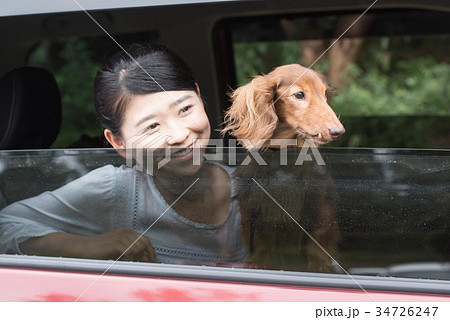 ペットとドライブ 車に乗った犬と女性の写真素材