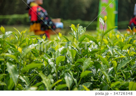 岡山 後楽園の茶畑 茶つみ祭 茶つみ娘 岡山 後楽園の茶畑 茶つみ祭 茶つみ娘 34726348