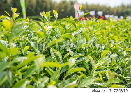 岡山　後楽園の茶畑　茶つみ祭　茶つみ娘 34726350