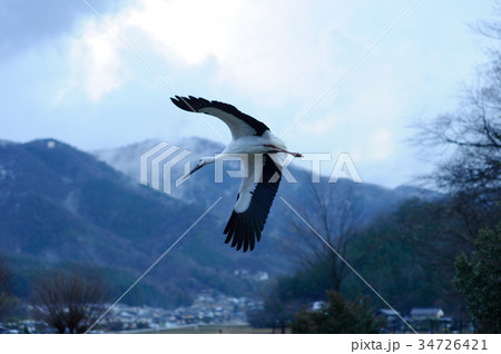 コウノトリ 34726421